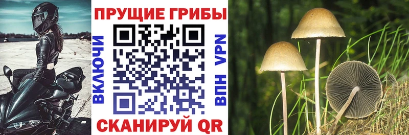 Галлюциногенные грибы Cubensis  Нижний Тагил 